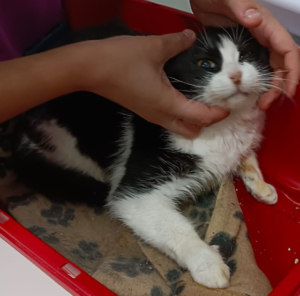 mirta_1_560x552 Mirta beim Tierarzt