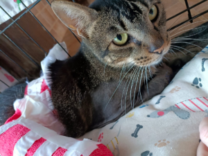 Lupo mit gebrochenem Bein