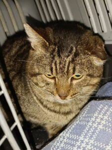 Fermin benötigte einen zweiten Zahnarzttermin Fermin