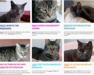 Monatsspenden von CHF 75.- / Katze