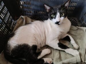 lucky_gejagt_800x600