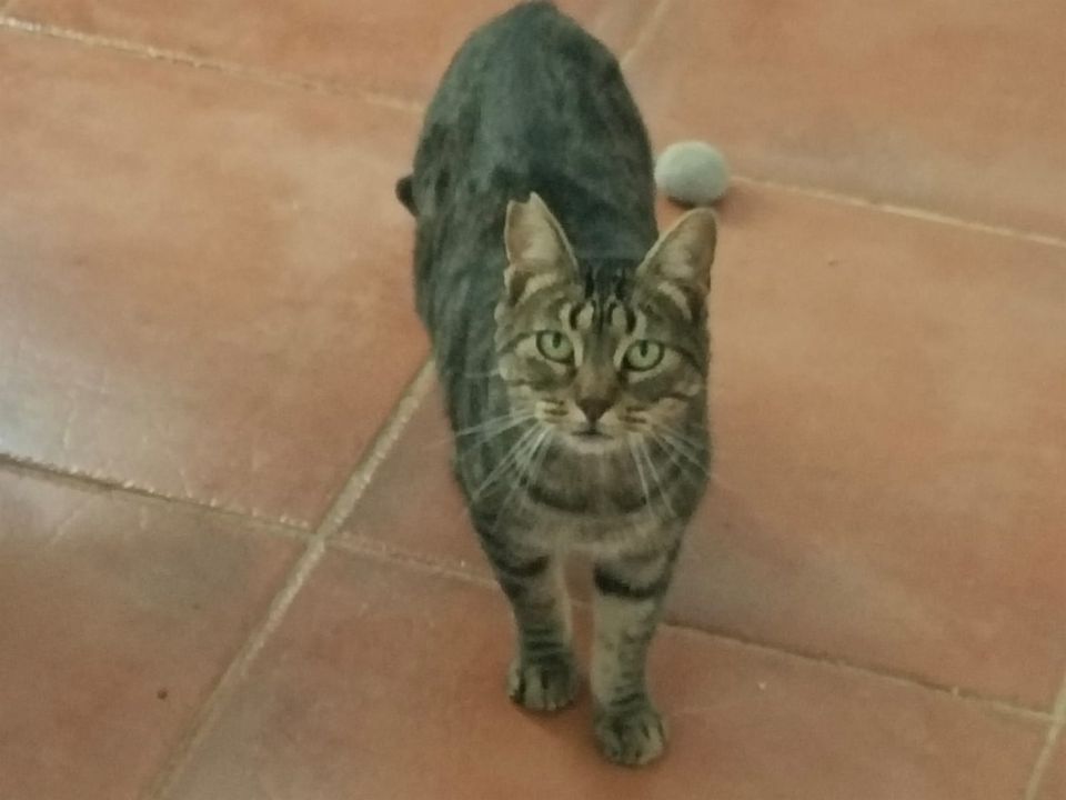 Linda