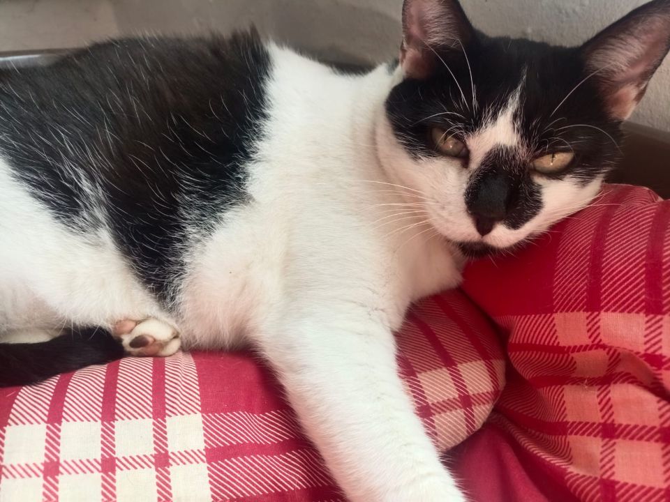 Isabella
