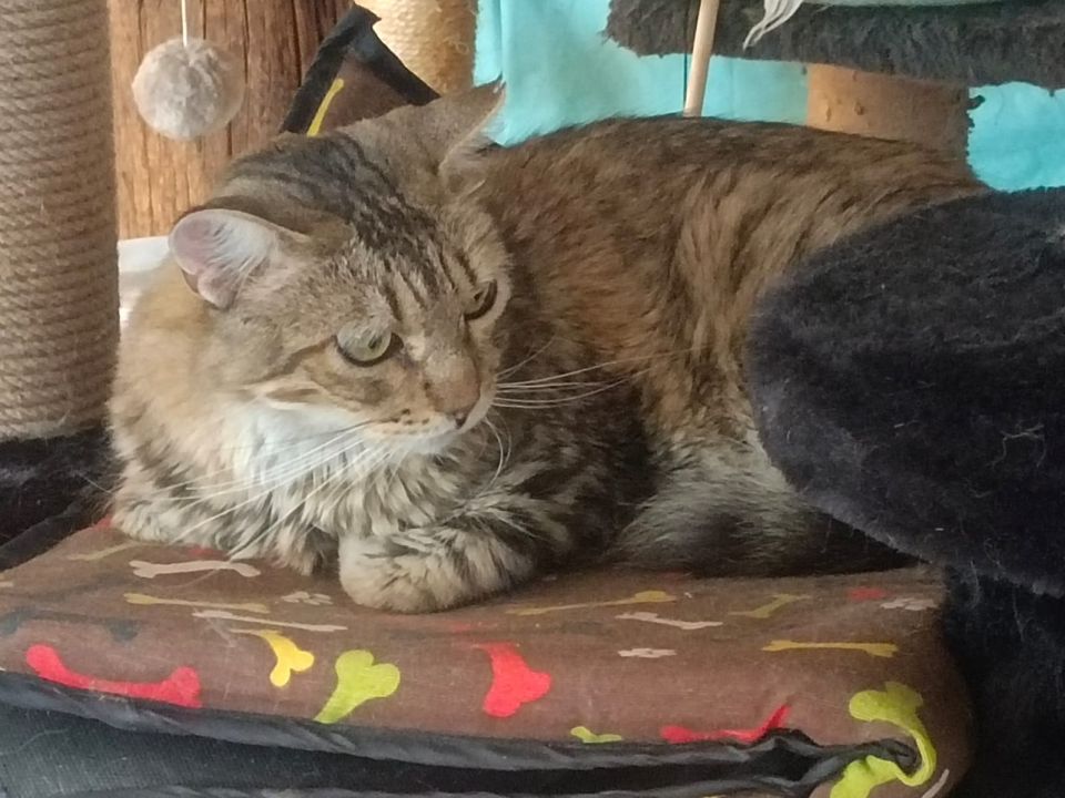 Lionelo