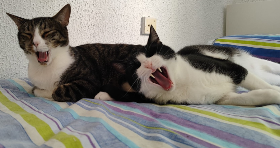 Brüder_gähnend gross_900x476
