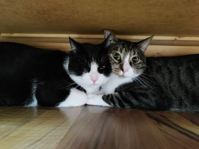 brüder unter Bett_400x300