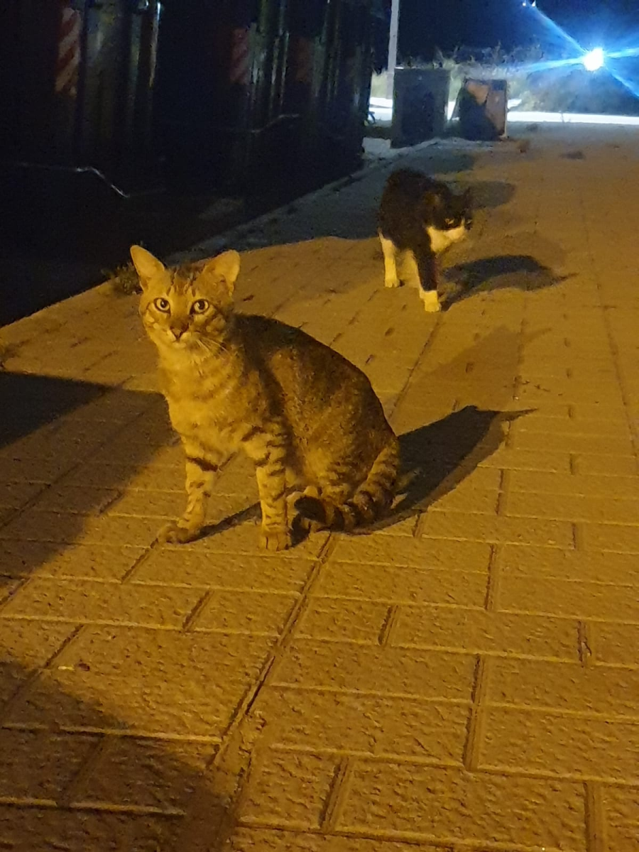 Betreute Katzenkolonien - für viele wildlebende Katzen die einzige Chance zu überleben! Katzenkolonien