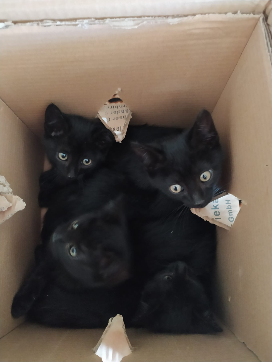 Die Kinderkatzenstube bei  Rita möchte bald ein eigenes Zuhause Kitten in Not
