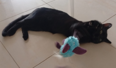 Mikel_spielend_400x236