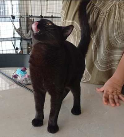 Mirija_leckerli_400x443