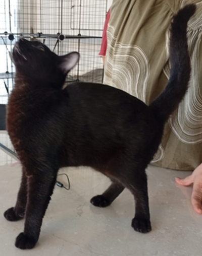 Mirija_zurückhaltend_400x508