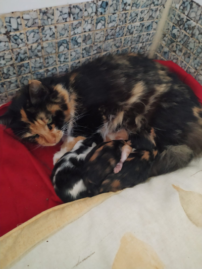 Melody_Kitten_400x533