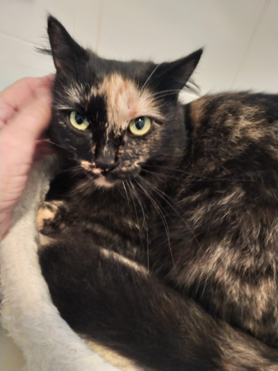 Stella_400x533_fragend