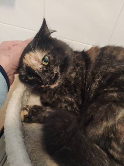 Stella_verschmust_400x533