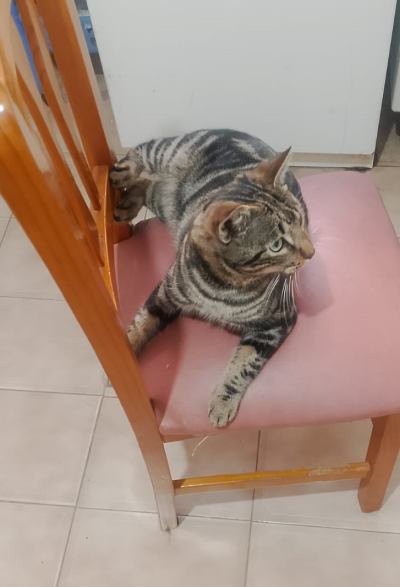 Tedddy auf Stuhl_400x587