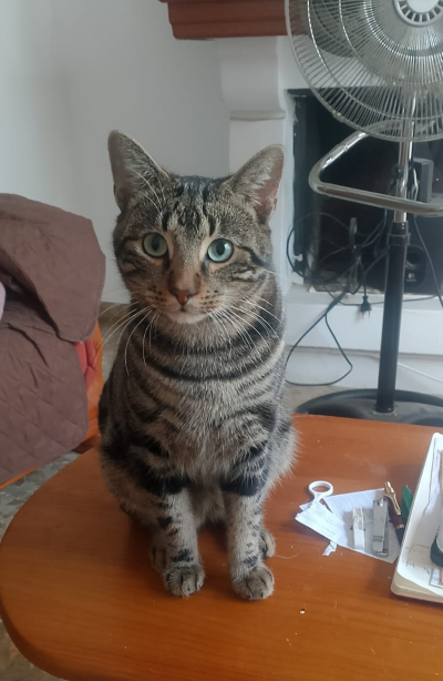 Teddy auf Tisch_400x614