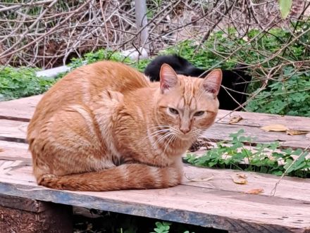 Wallace_Foto3_440x331