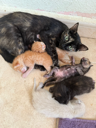 Angie_Kitten_400x533