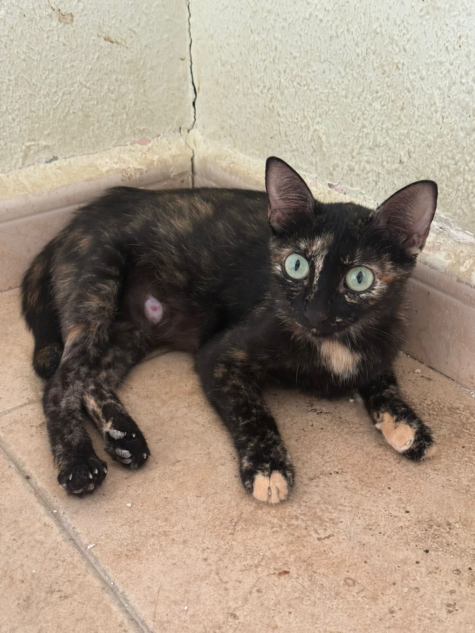 Angie_älteres Foto noch mit Kitten