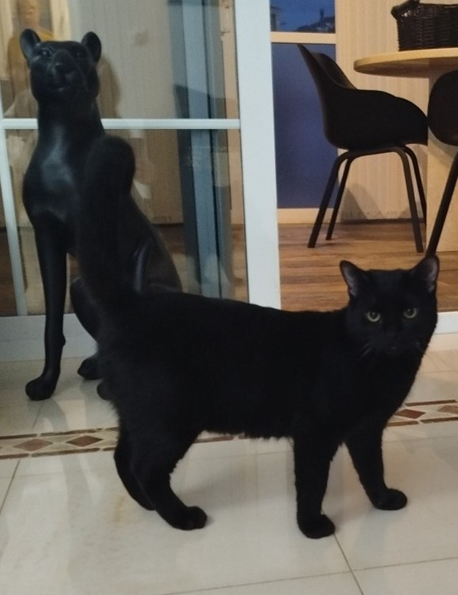 Mikel-Panter-900x1169 Mikel-Panter-900x1169