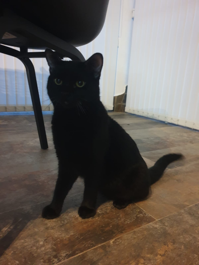 Mikel_400x533-- Mikel_400x533--