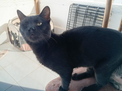 Calin aufmerksam 400x301