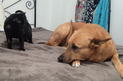 Calin mit Freund 400x263