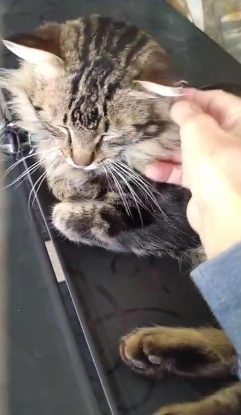 liam_schmusig400x830