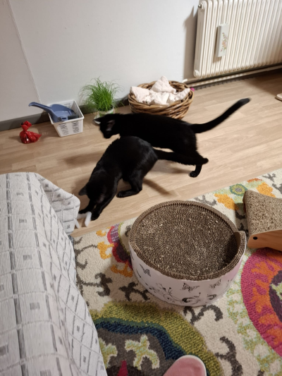 M_M spielend400x533 Momo und Mikel