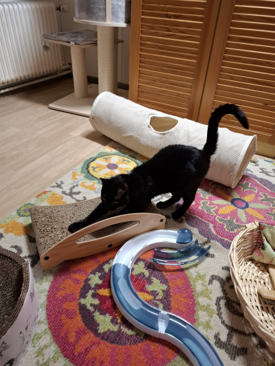 Mikel kratzt1400x533 Mikel