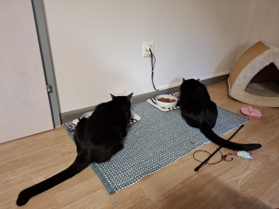 Mikel_Momo beim Essen _400x300 Momo und Mikel