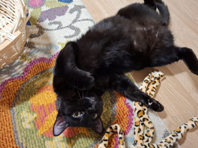 Mikel_süss400x300 Mikel