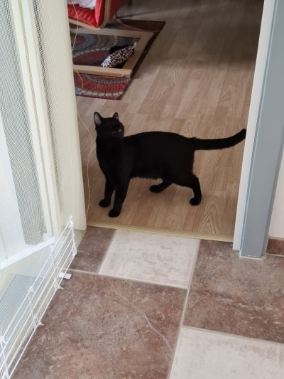 Momo horchend_400x300- Momo