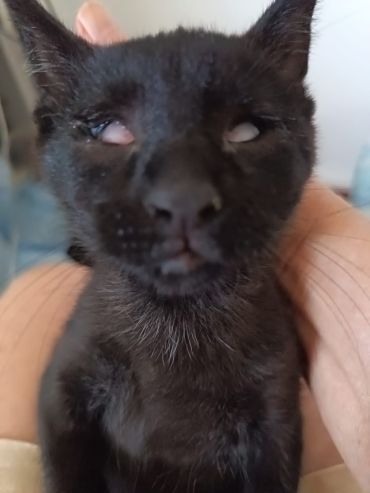 Irati